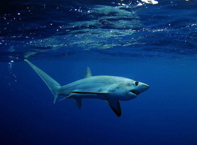 Wallpaper Shark, underwater, Best Diving Sites, Animals 333442489